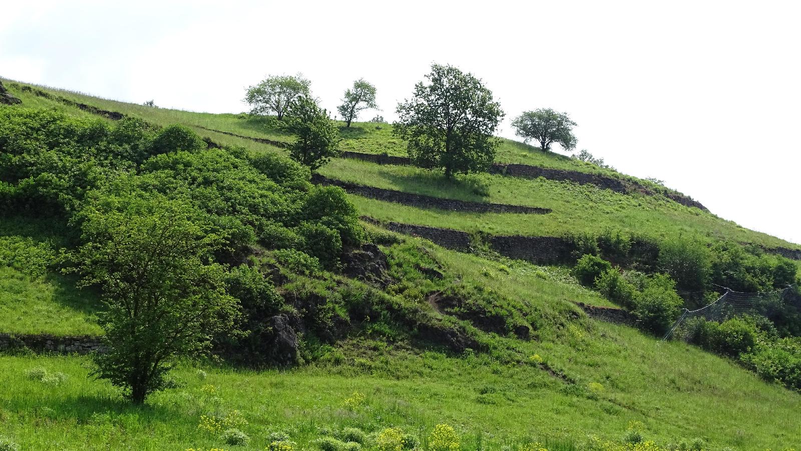 Trockenrasen