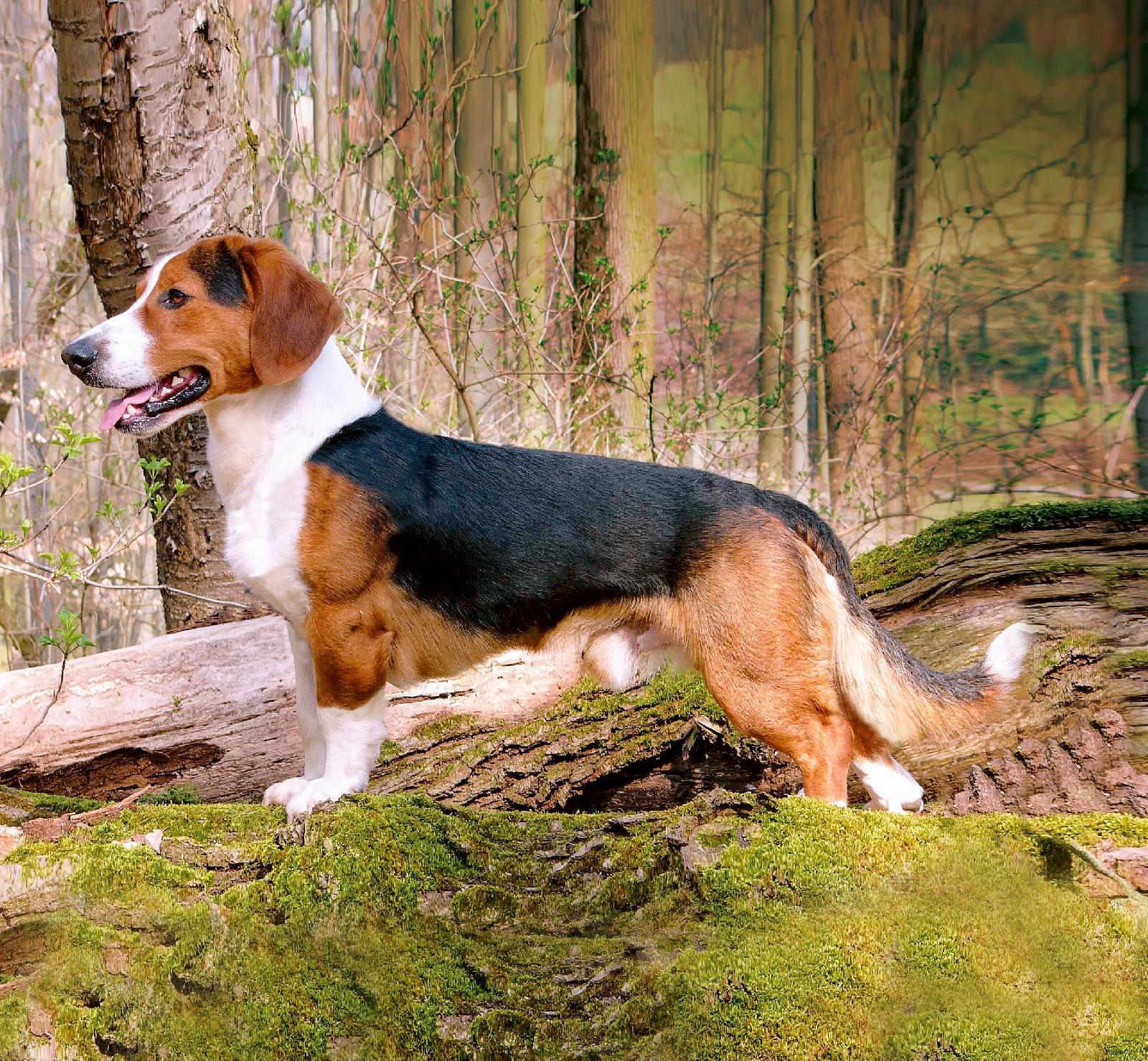 Sauerländer Dachsbracke