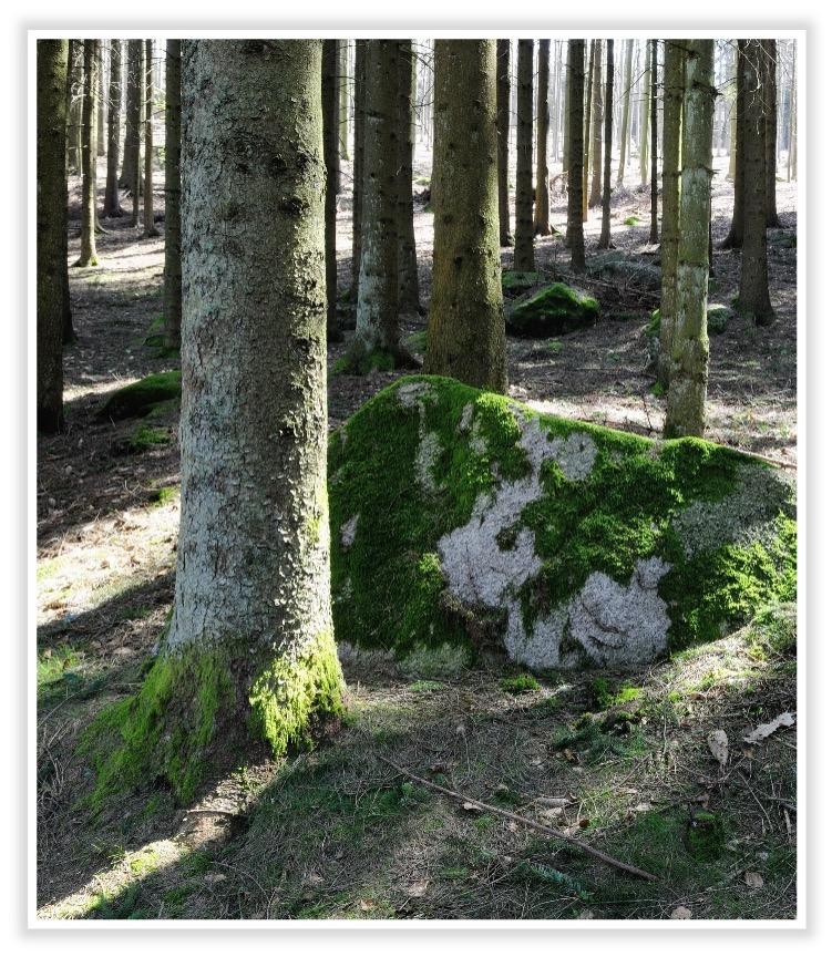 Baumstamm