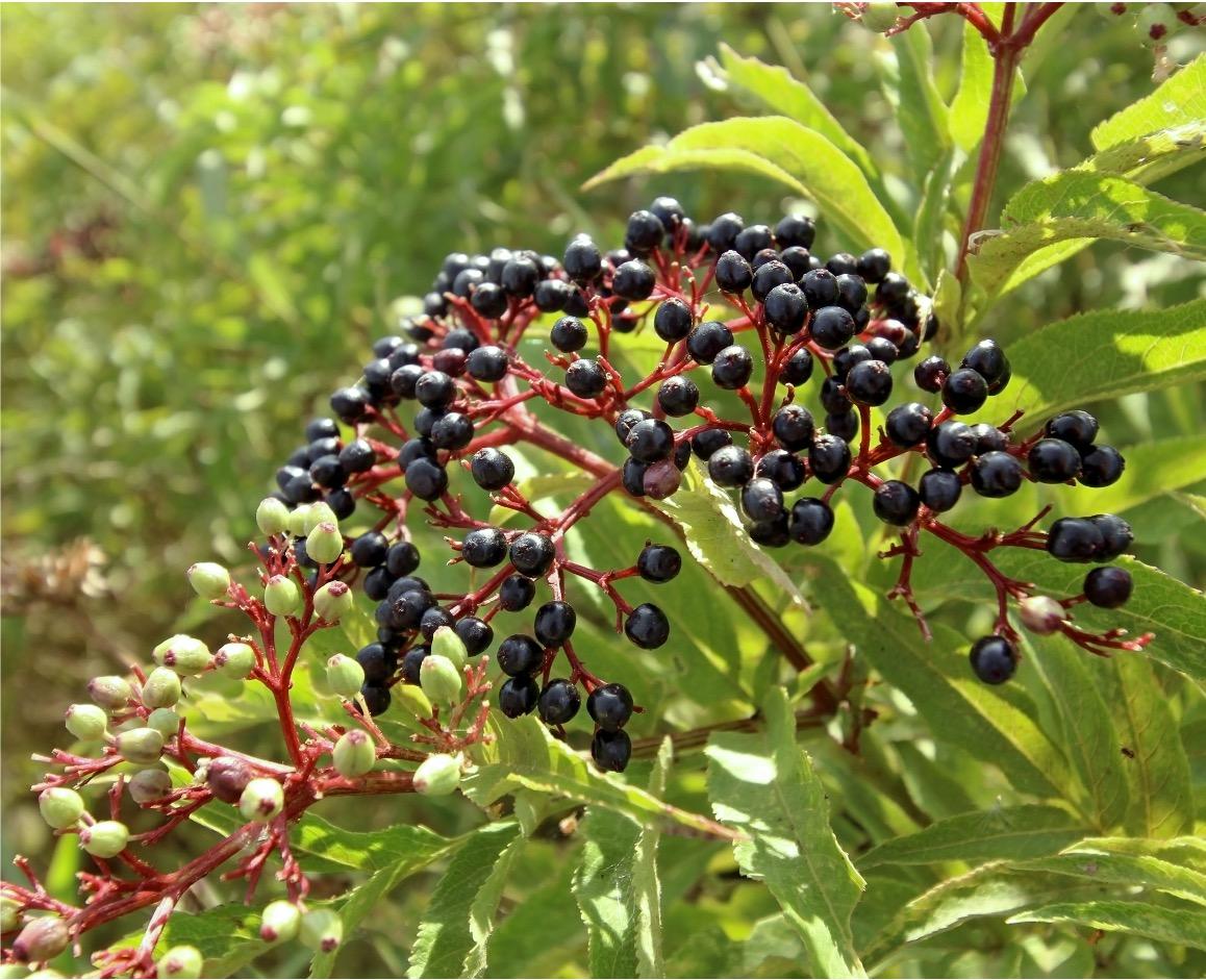 Schwarzer Holunder Frucht<br>