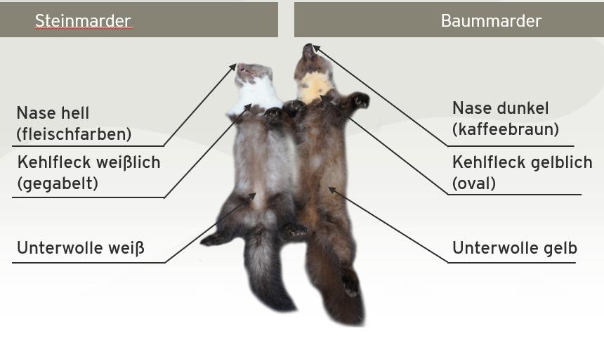 Vergleich von Stein- und Baummarder