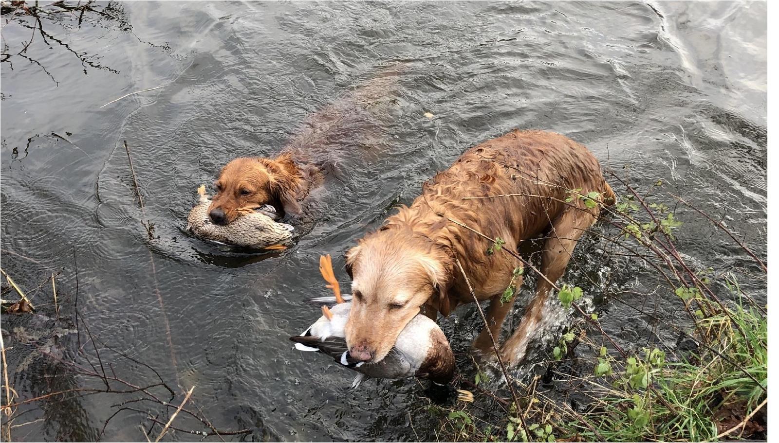Apportierhunde