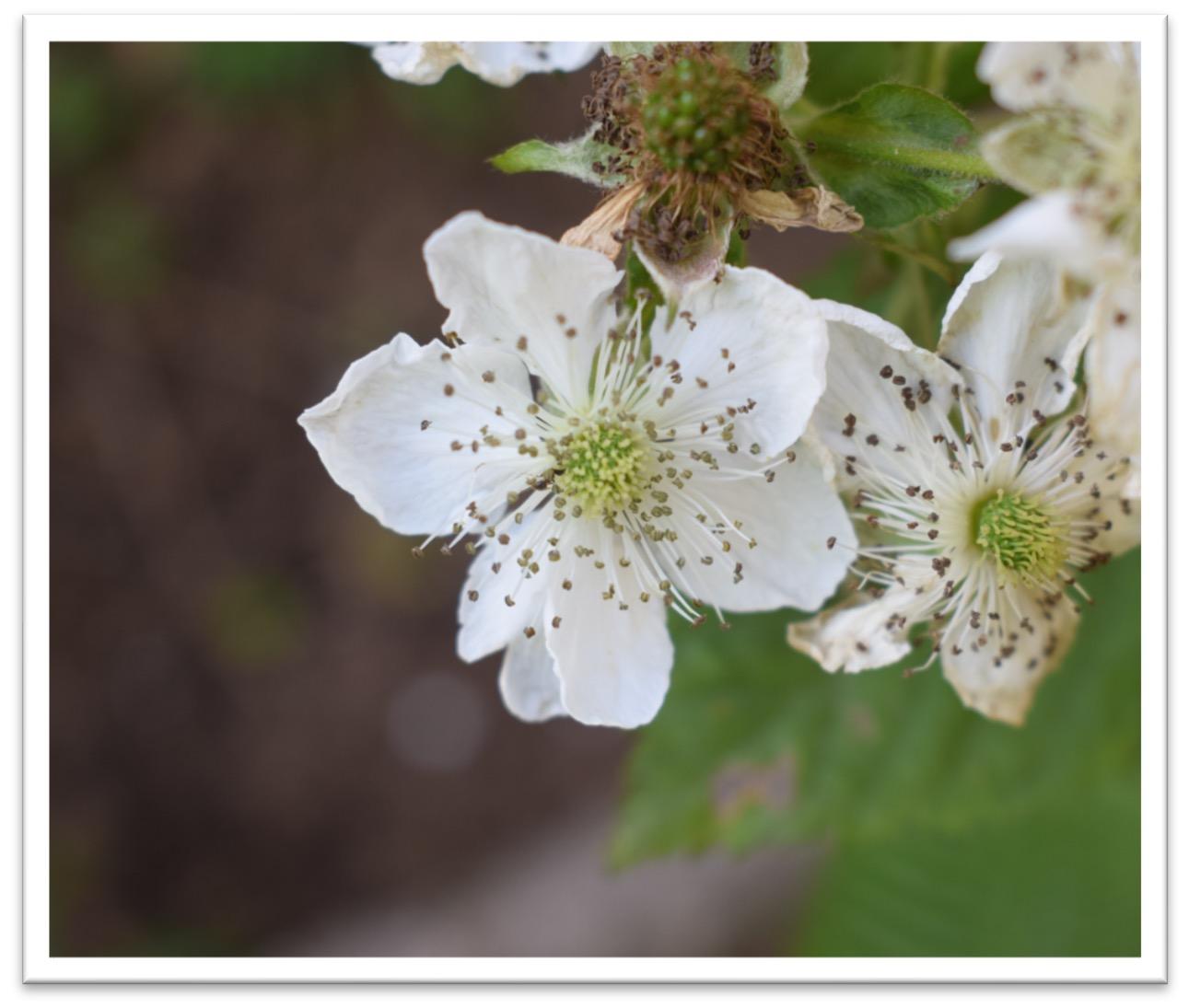 Himbeere Blüte<br>