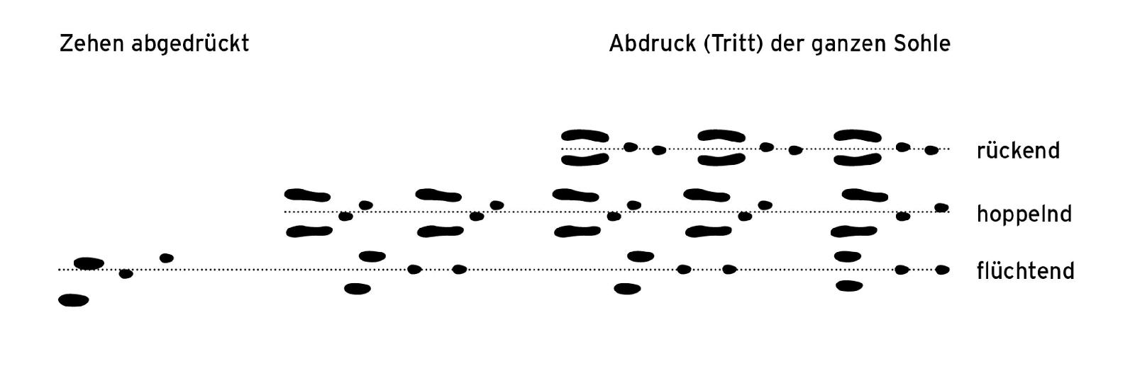 Tritt und Spur Feldhase