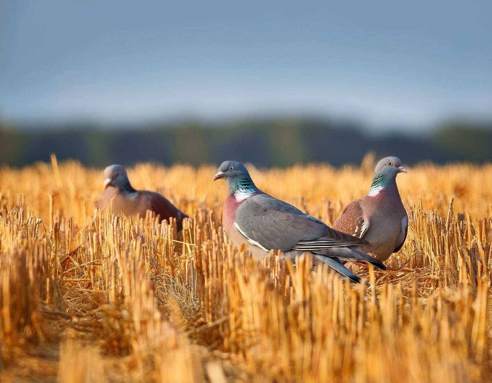 Wildtauben