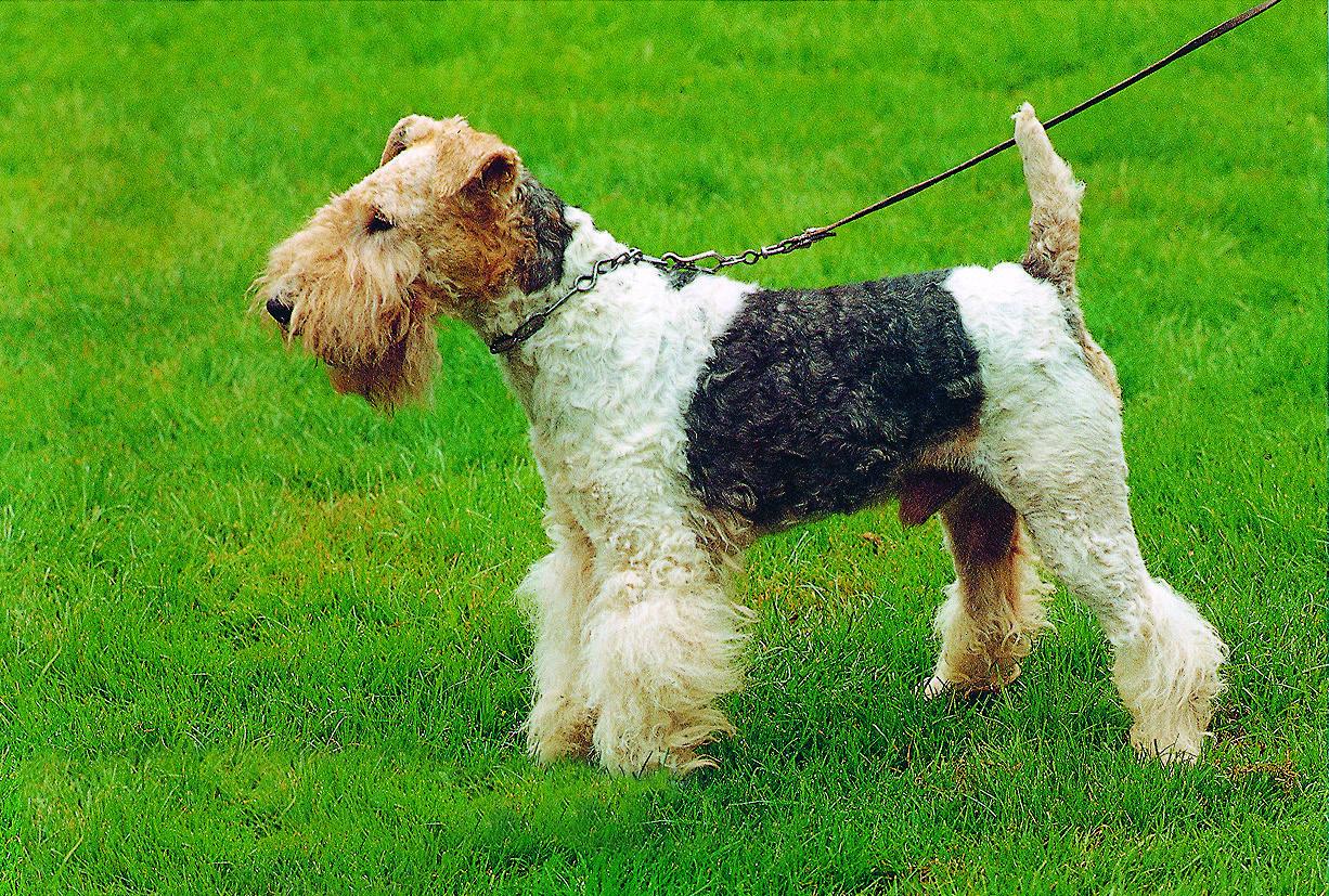 Drahthaar Foxterrier - FT<br>