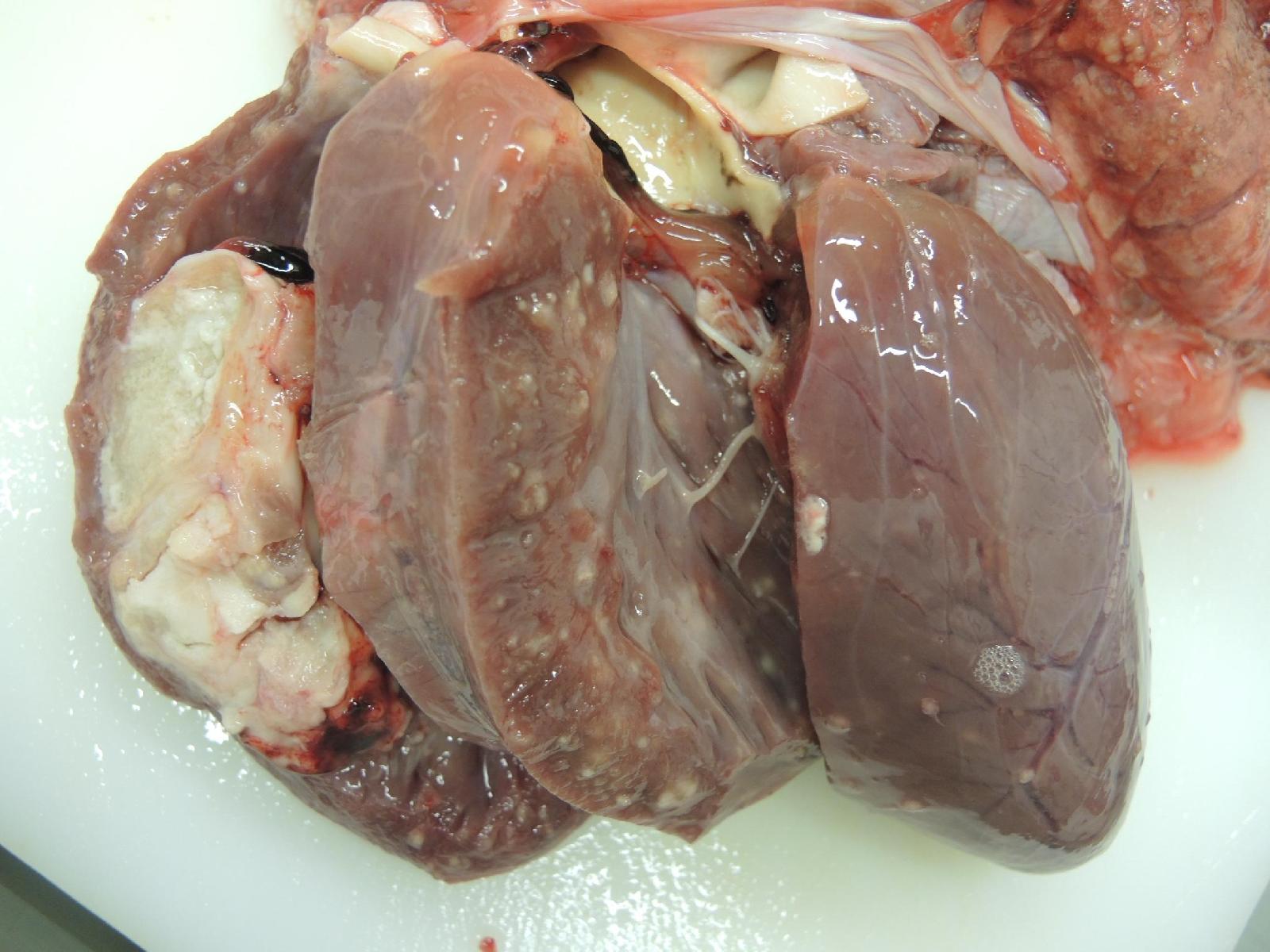 Staphylokokkose