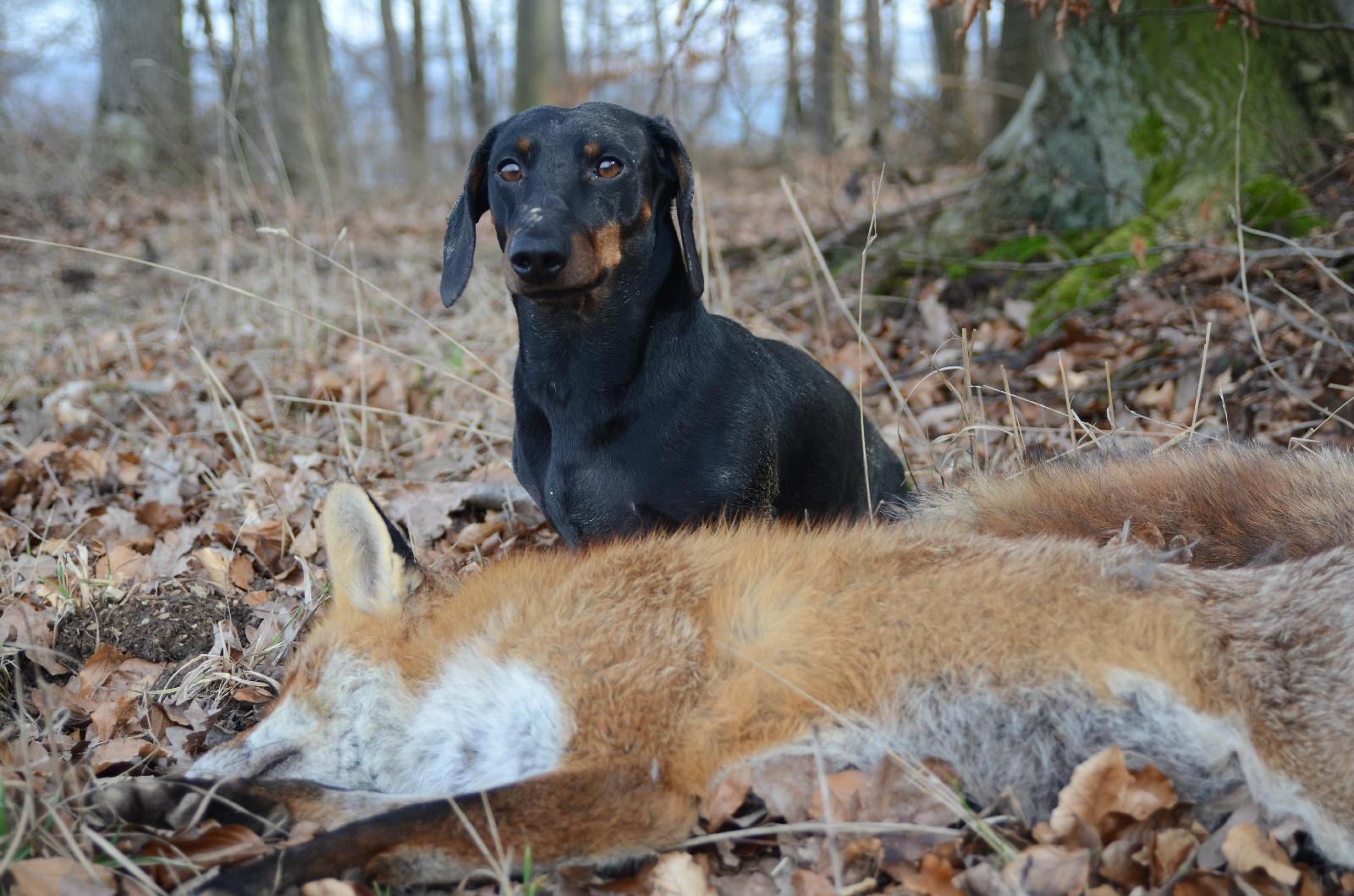 Fuchssprengen