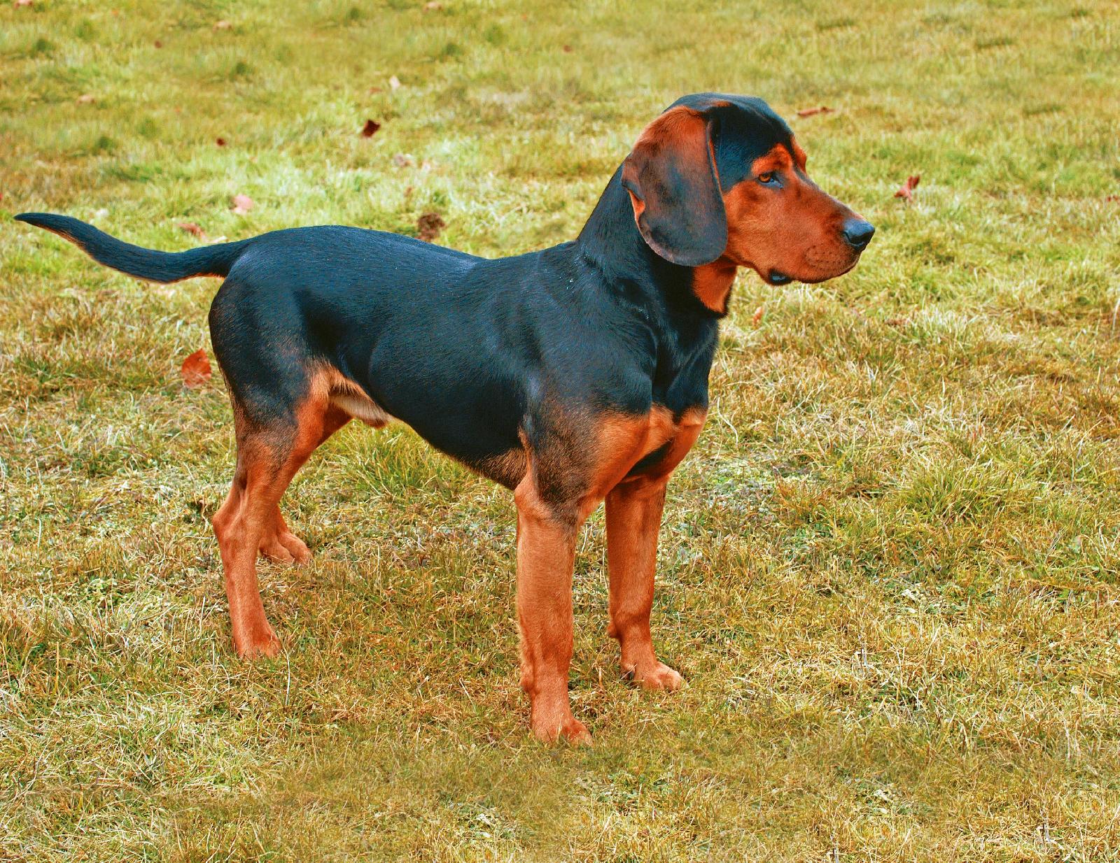 Tiroler Bracke