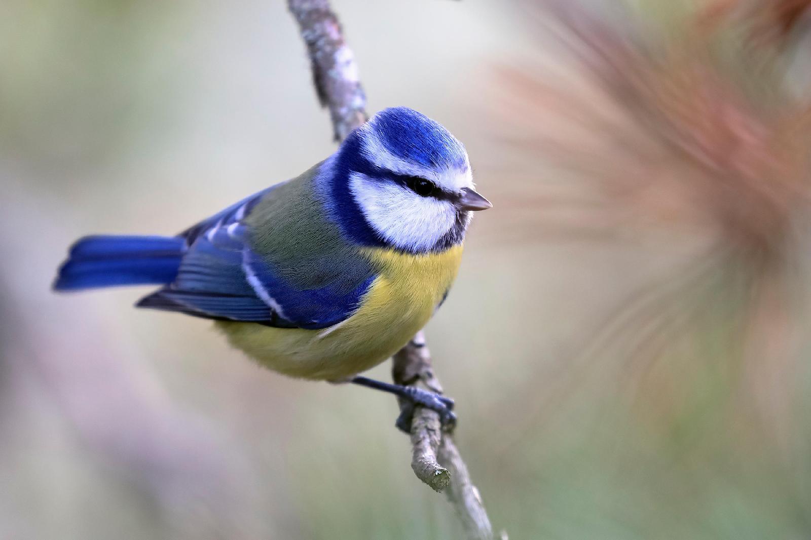 Blaumeise