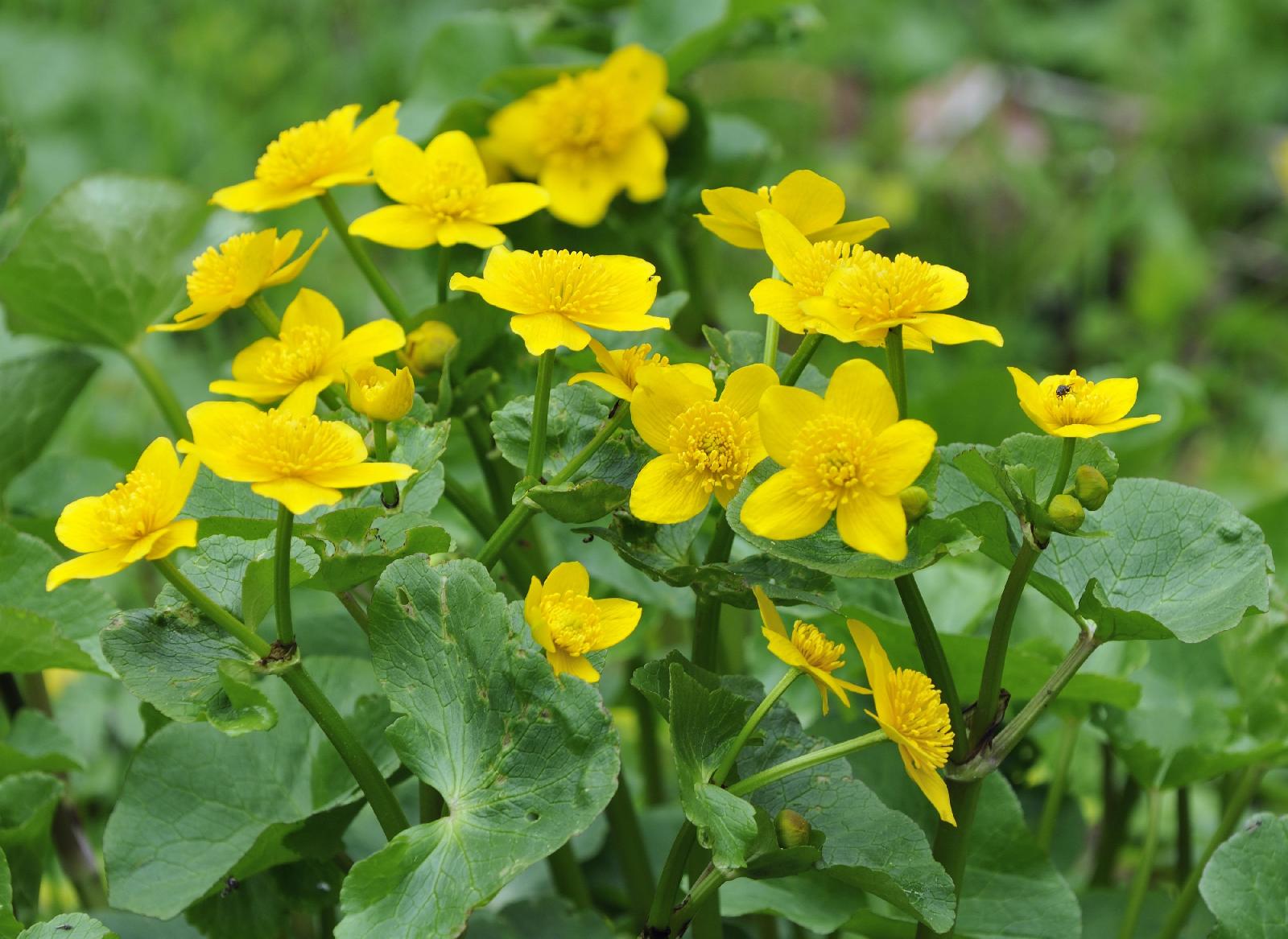 Sumpfdotterblume