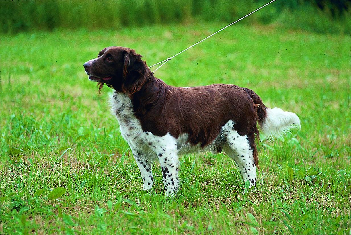 Kleiner Münsterländer - KLM<br>