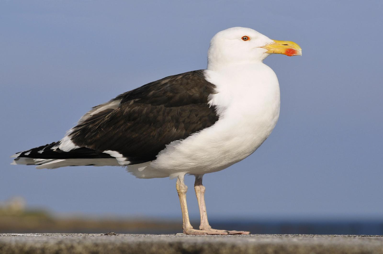 Mantelmöwe