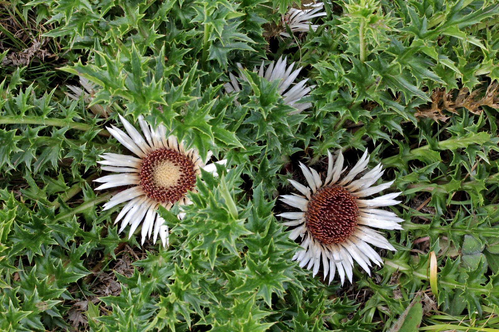 Silberdistel