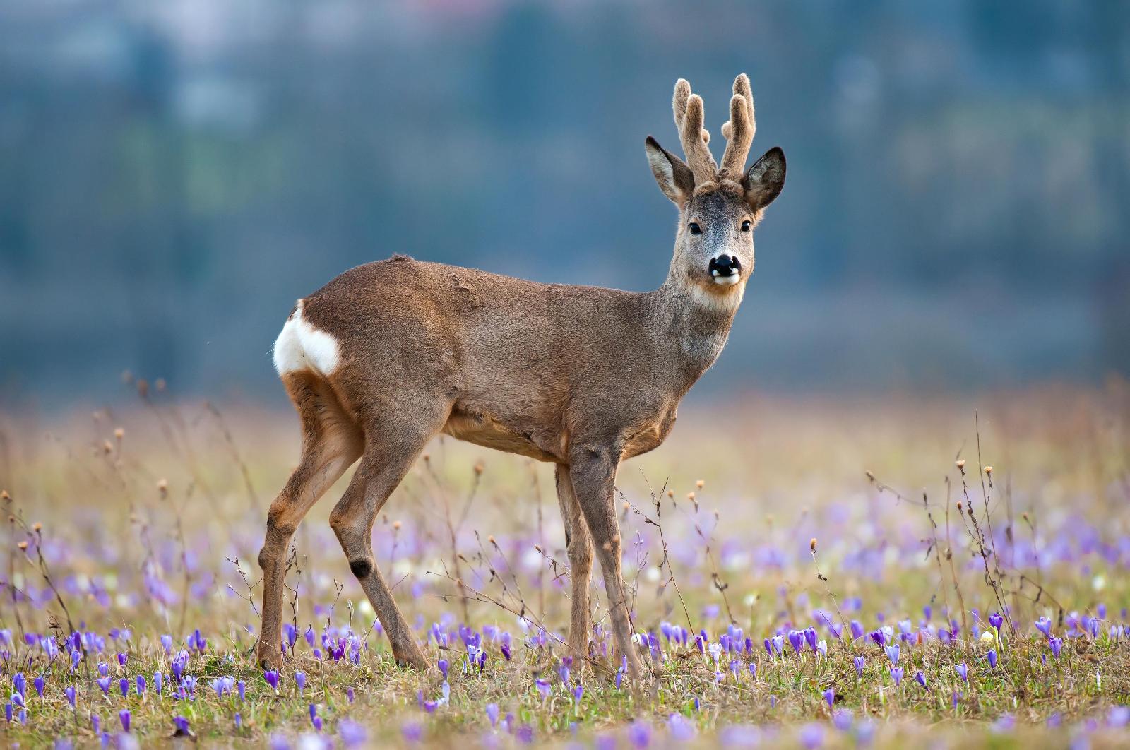 Bock