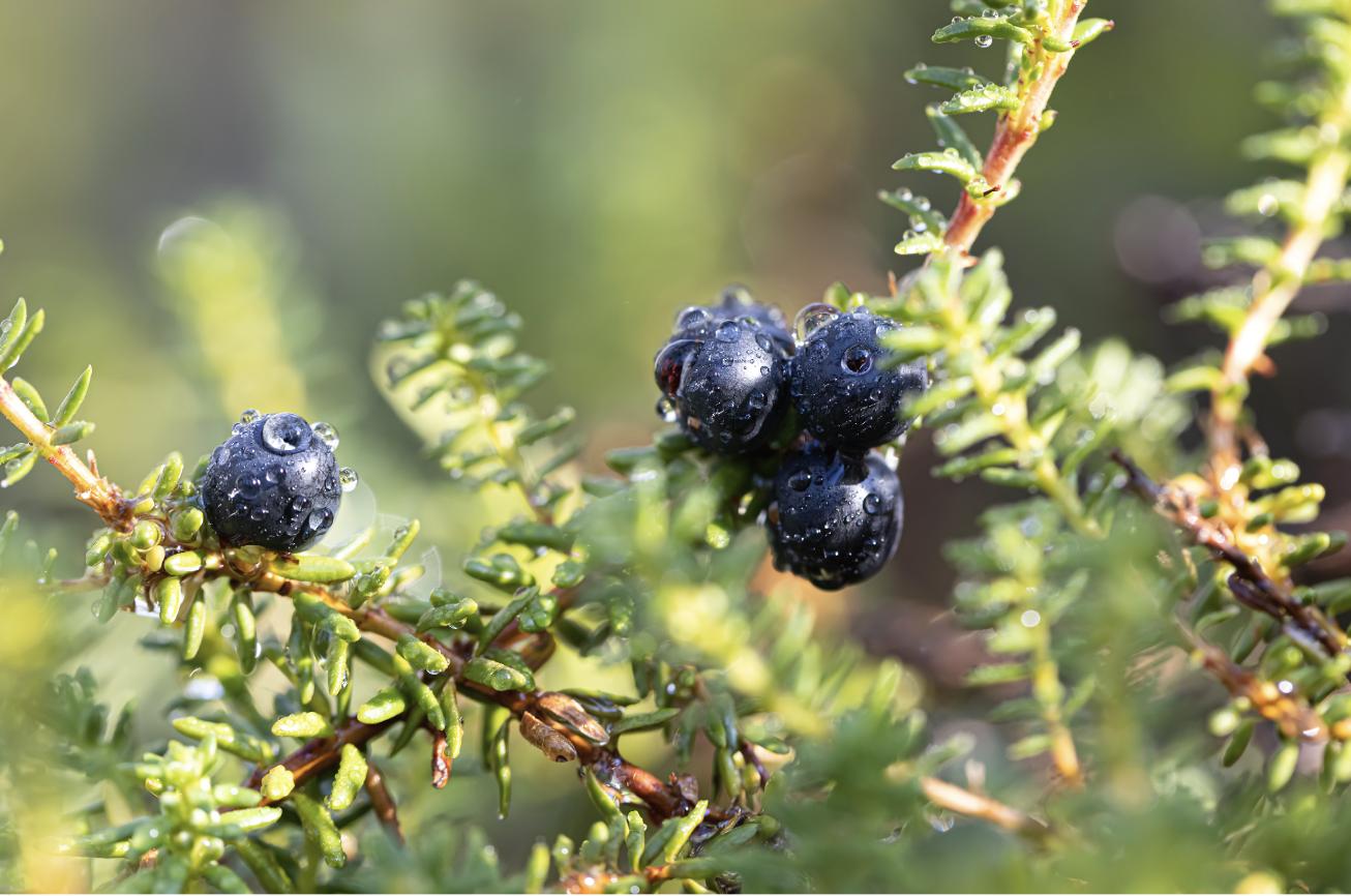 Schwarze Krähenbeere