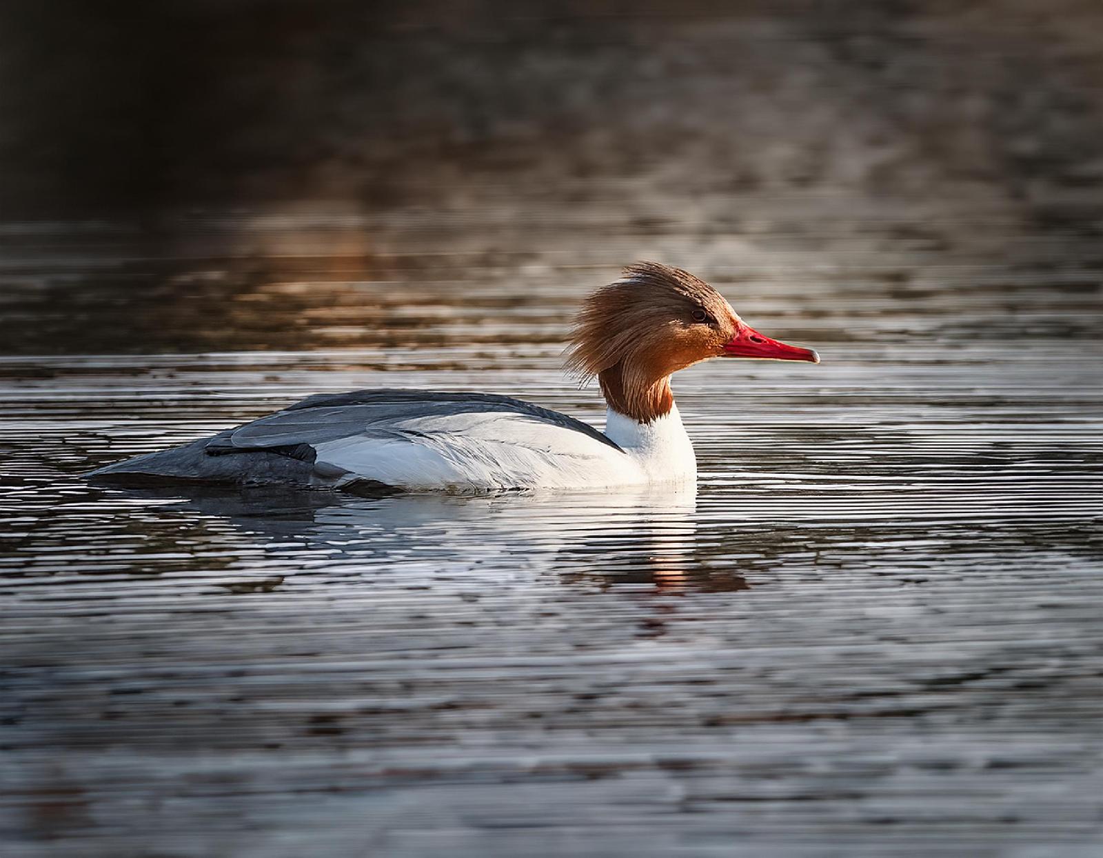Gänsesäger