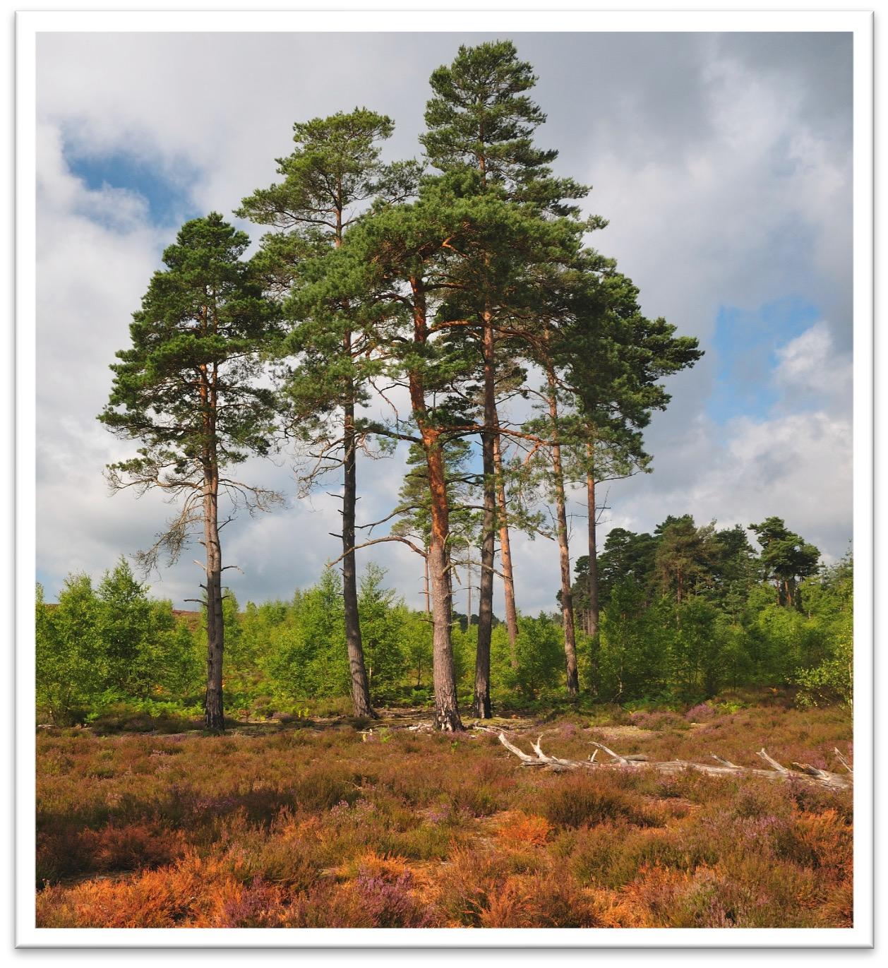 Waldkiefer Baum <br>