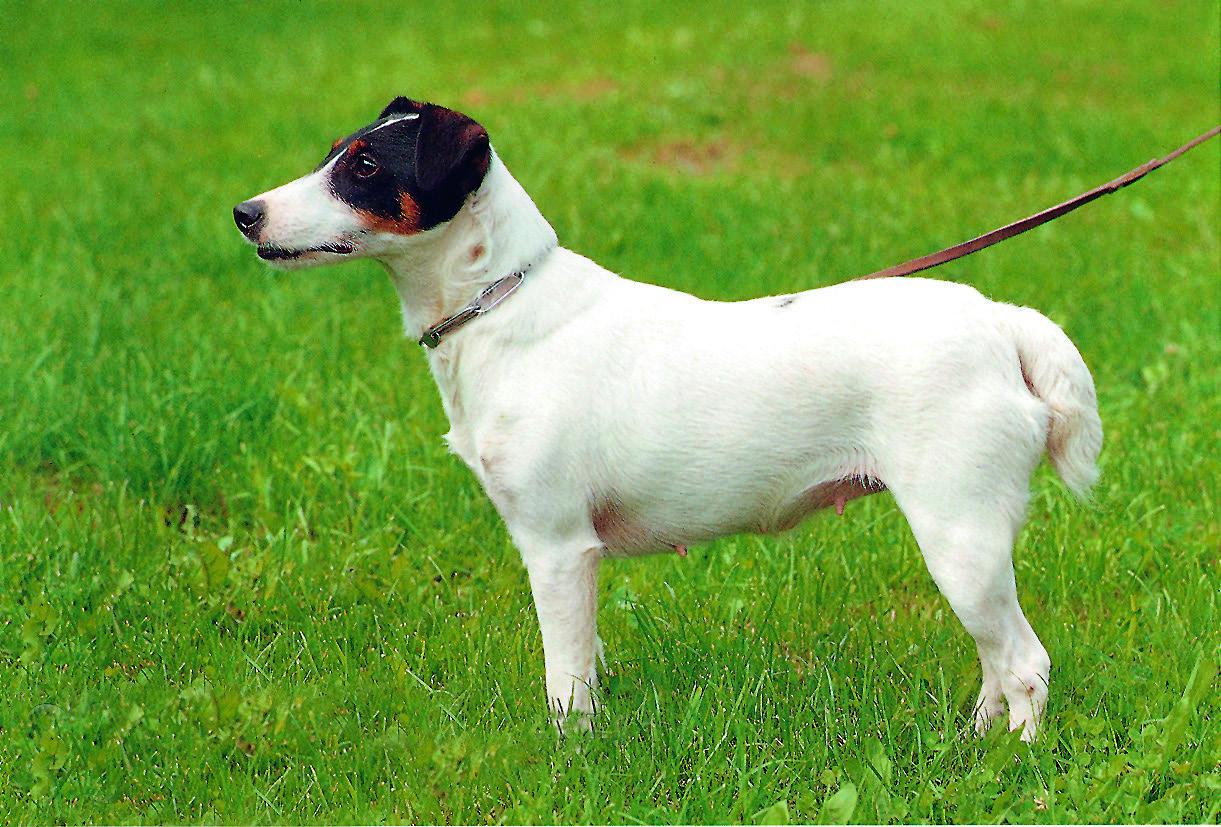 Glathaar Foxterrier - FT<br>