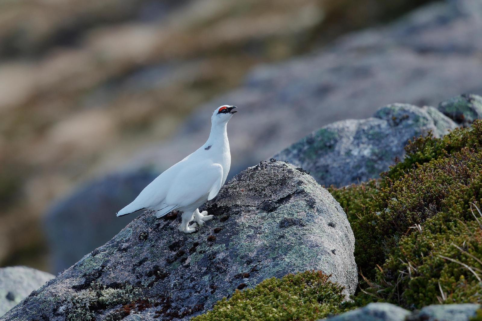 Alpenschneehuhn