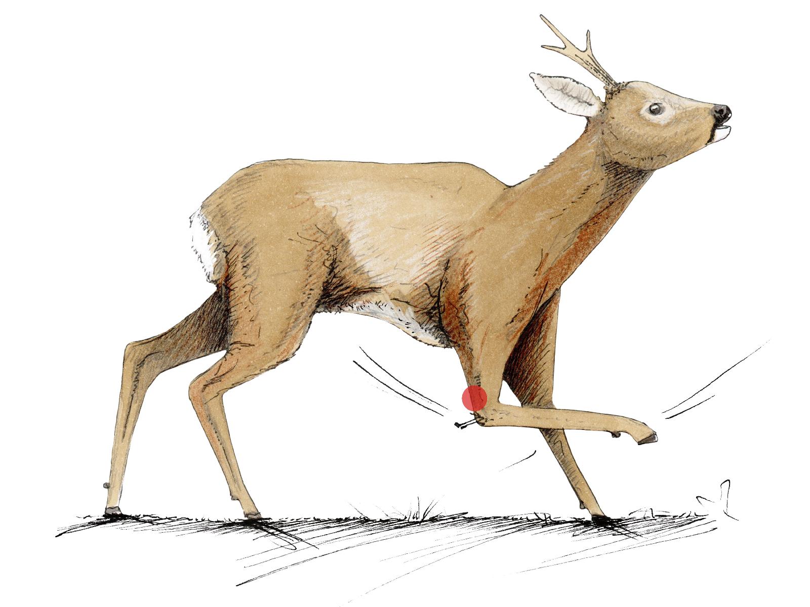 Laufschuss