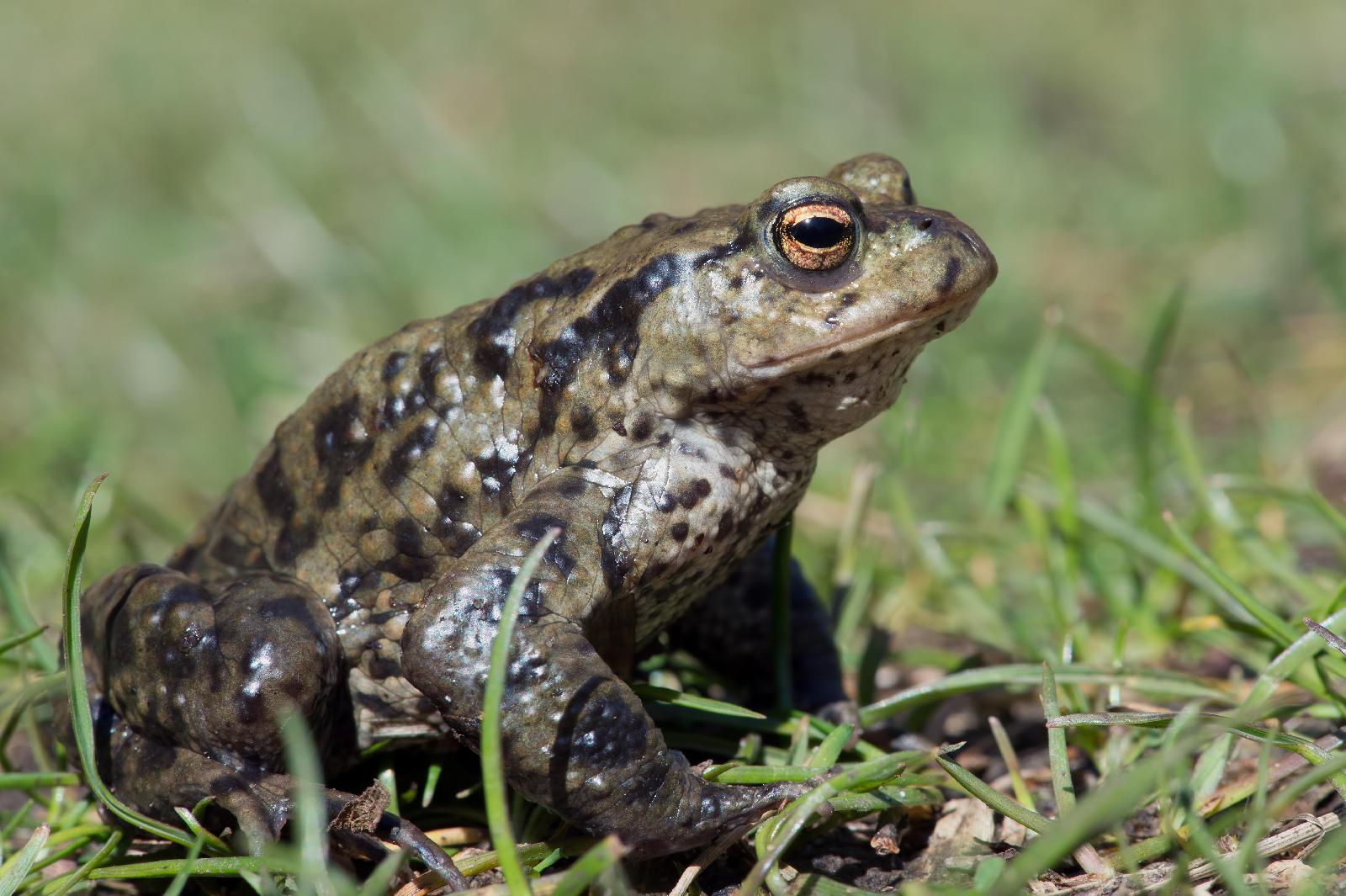 Amphibien