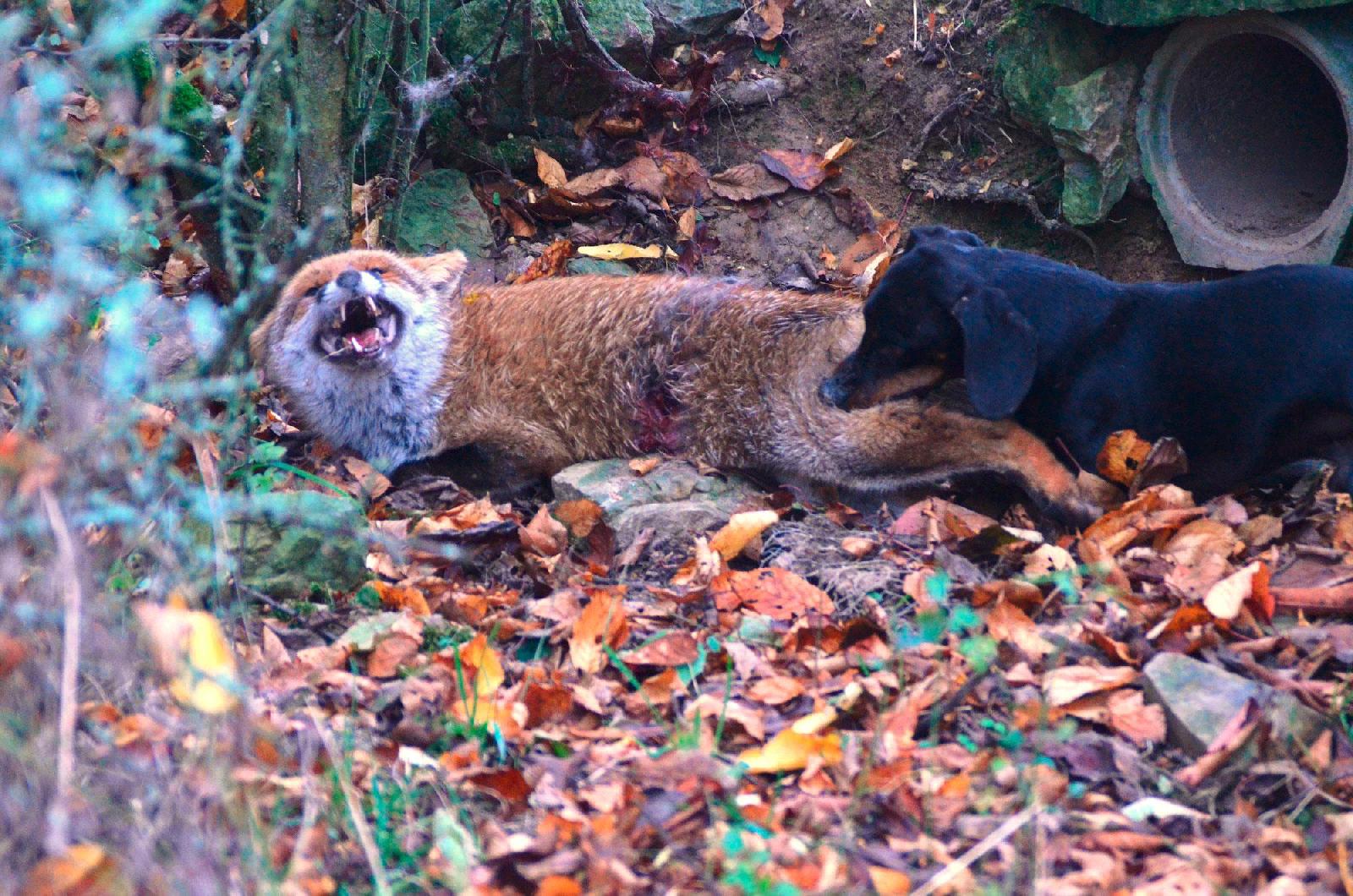 Raubwildschärfe