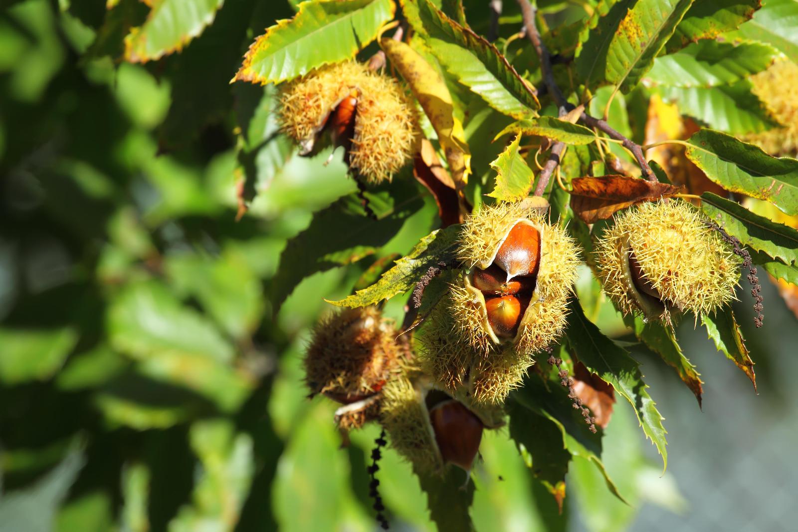 Esskastanie Frucht<br>