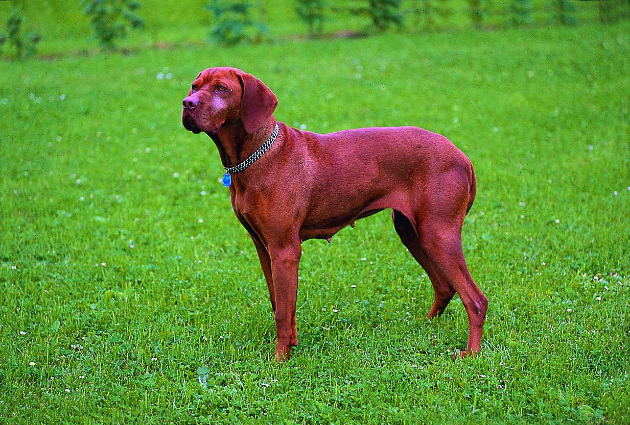 Magyar Vizla - UK<br>