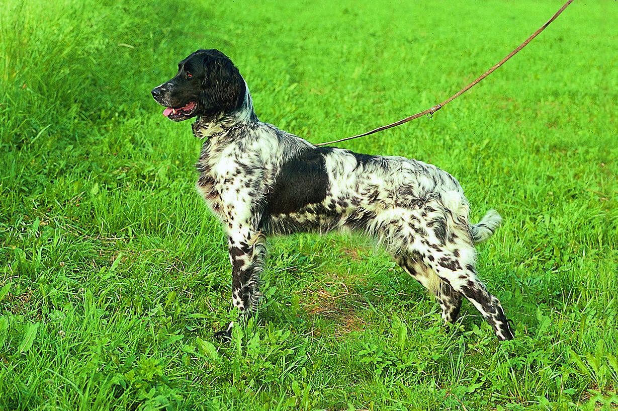 Großer Münsterländer - GM <br>