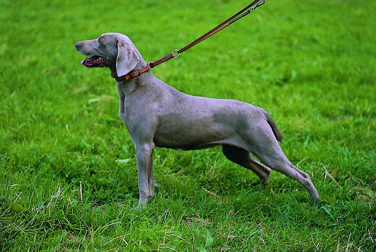 kurzhaariger Weimaraner W<br>