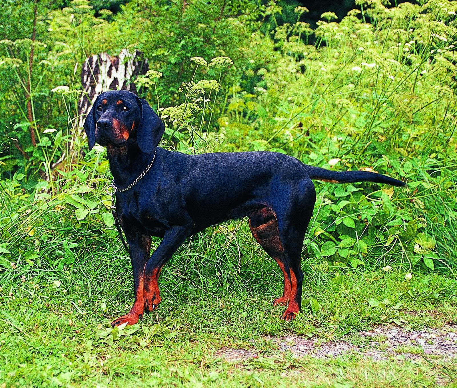 Brandlbracke BR-BR<br>