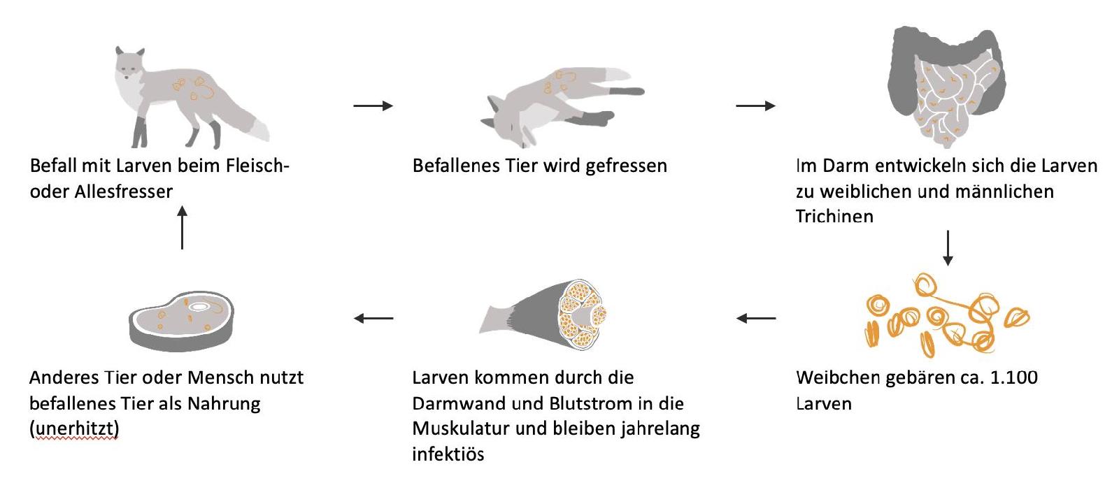 Trichinen - Kreislauf<br>