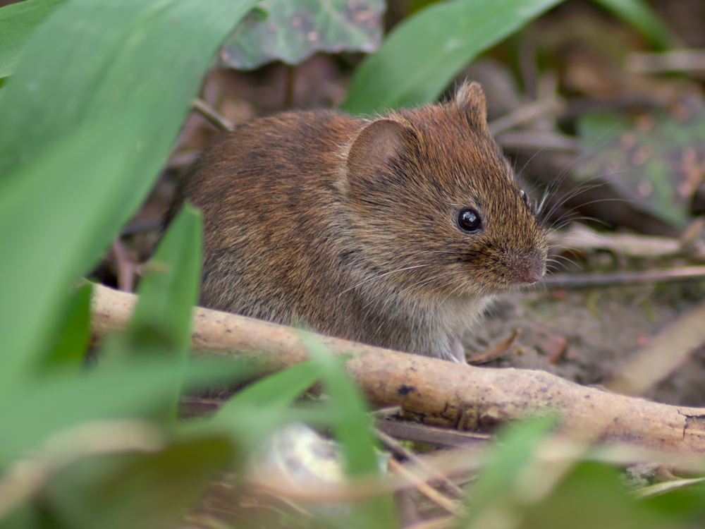 Röttelmaus