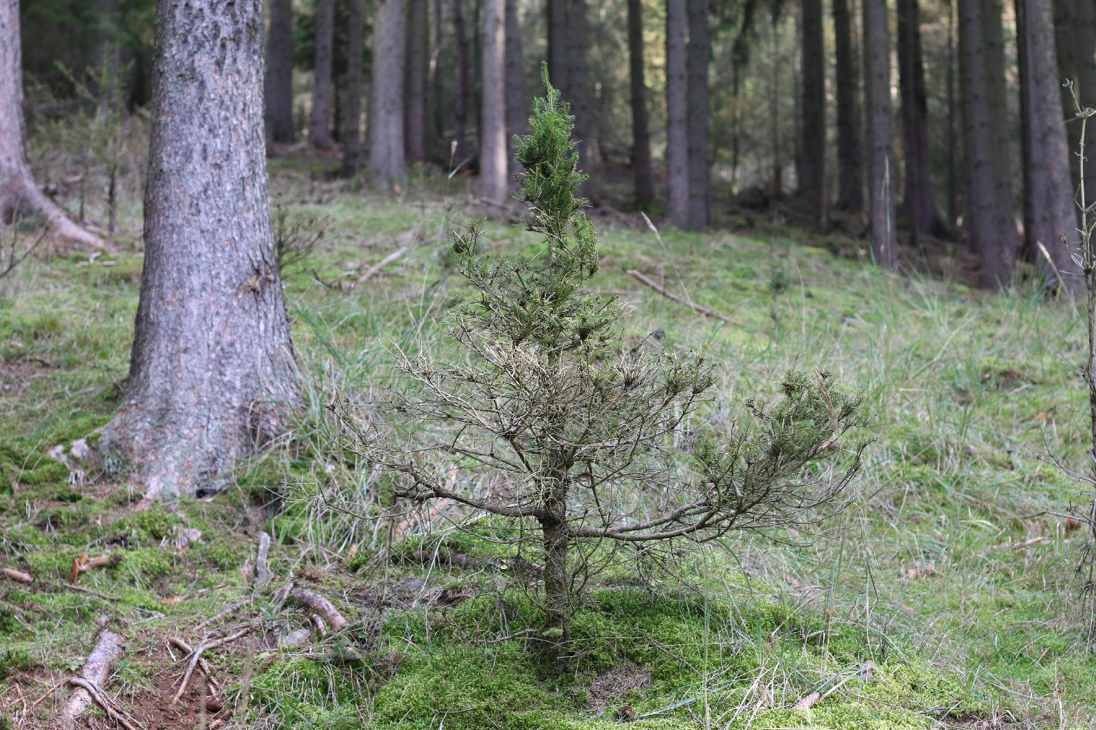 Verbissschäden