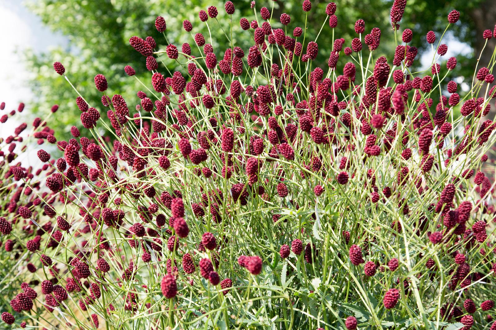 Großer Wiesenknopf