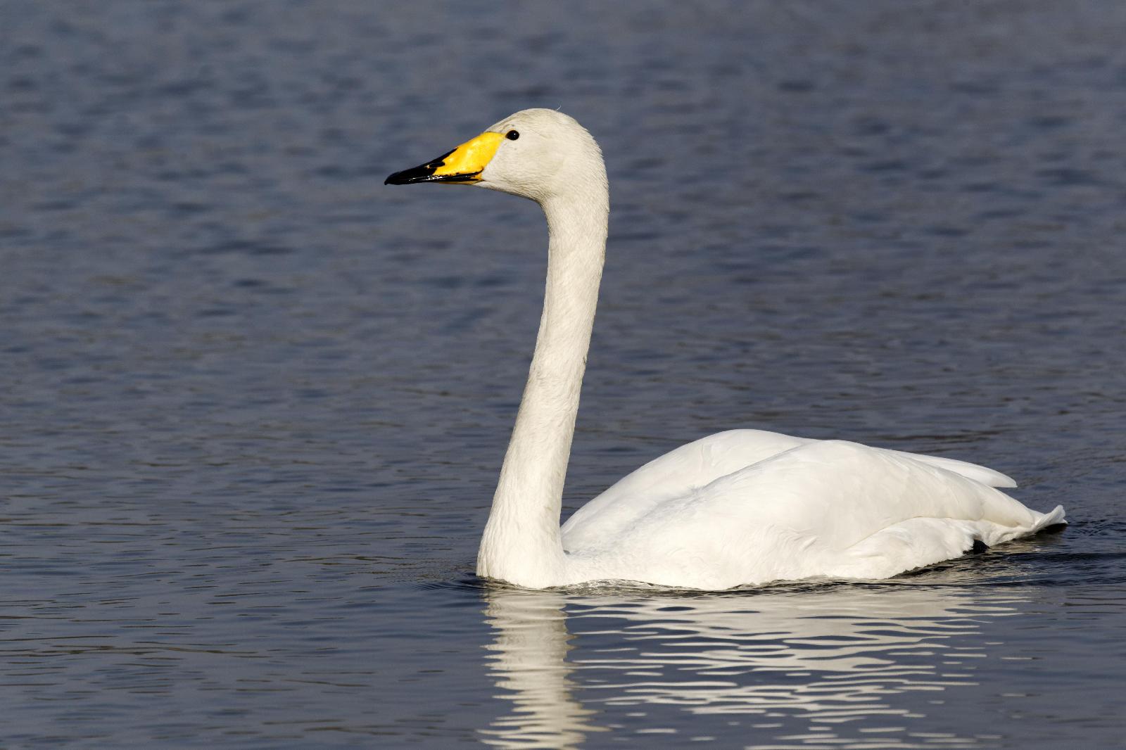 Singschwan
