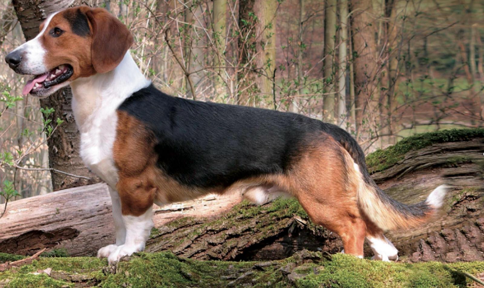 Die Westfälische Dachsbracke WdBR