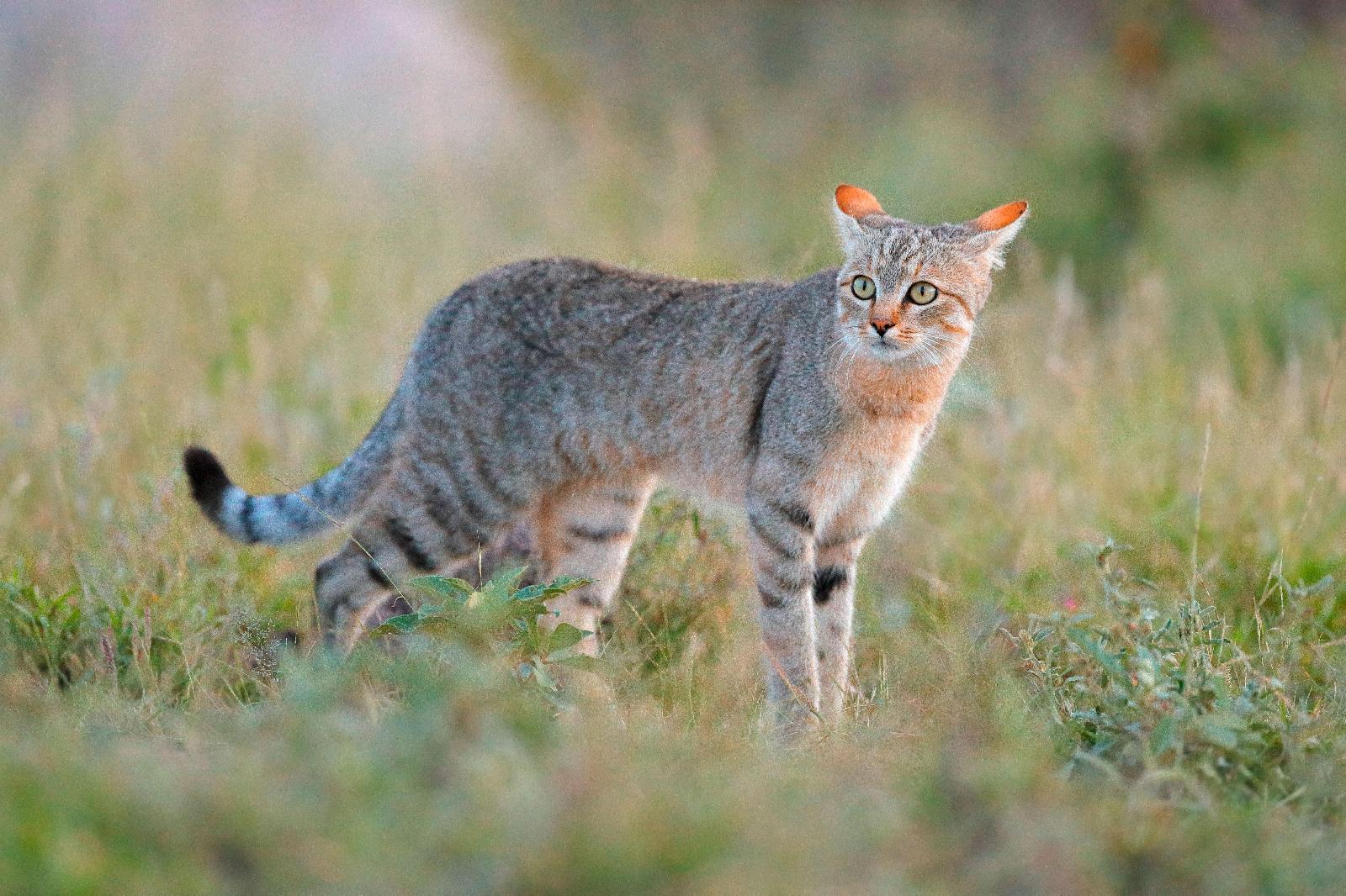 Wildkatze