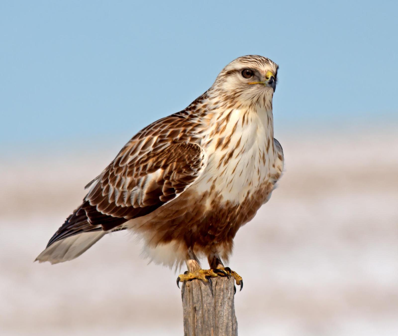 Raufußbussard