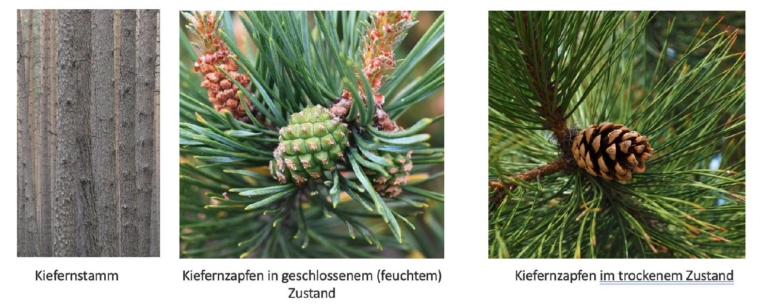 Waldkiefer Übersicht<br>