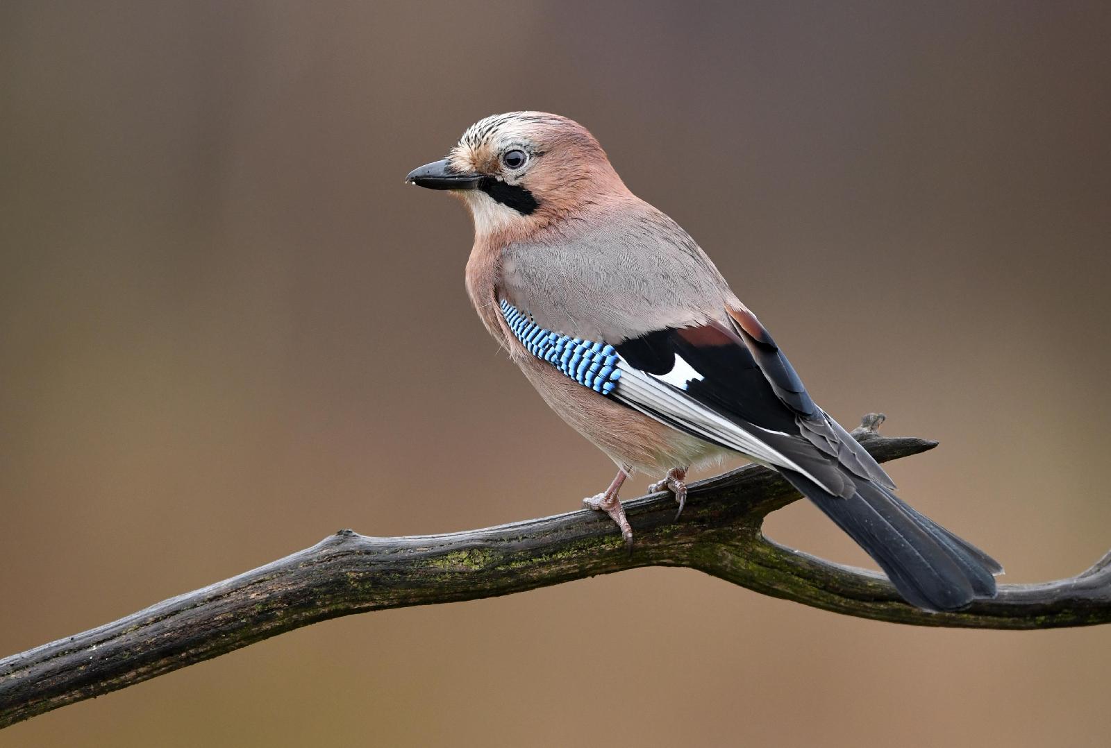 Standvögel