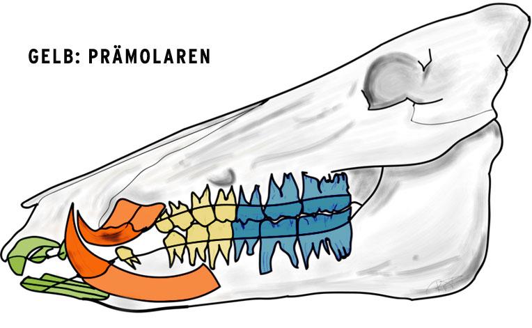 Prämolaren