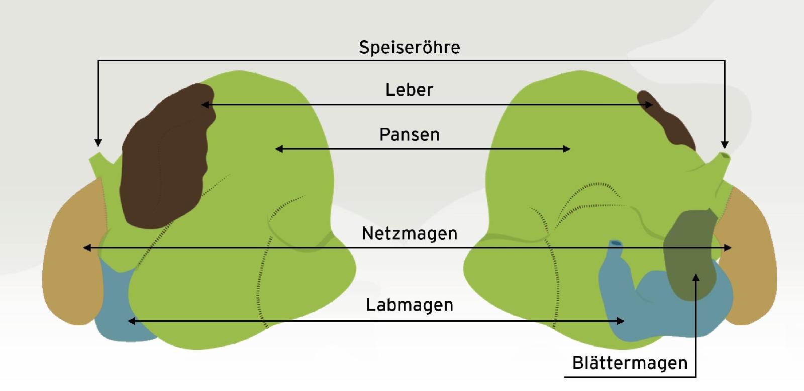 Wiederkäuermagen