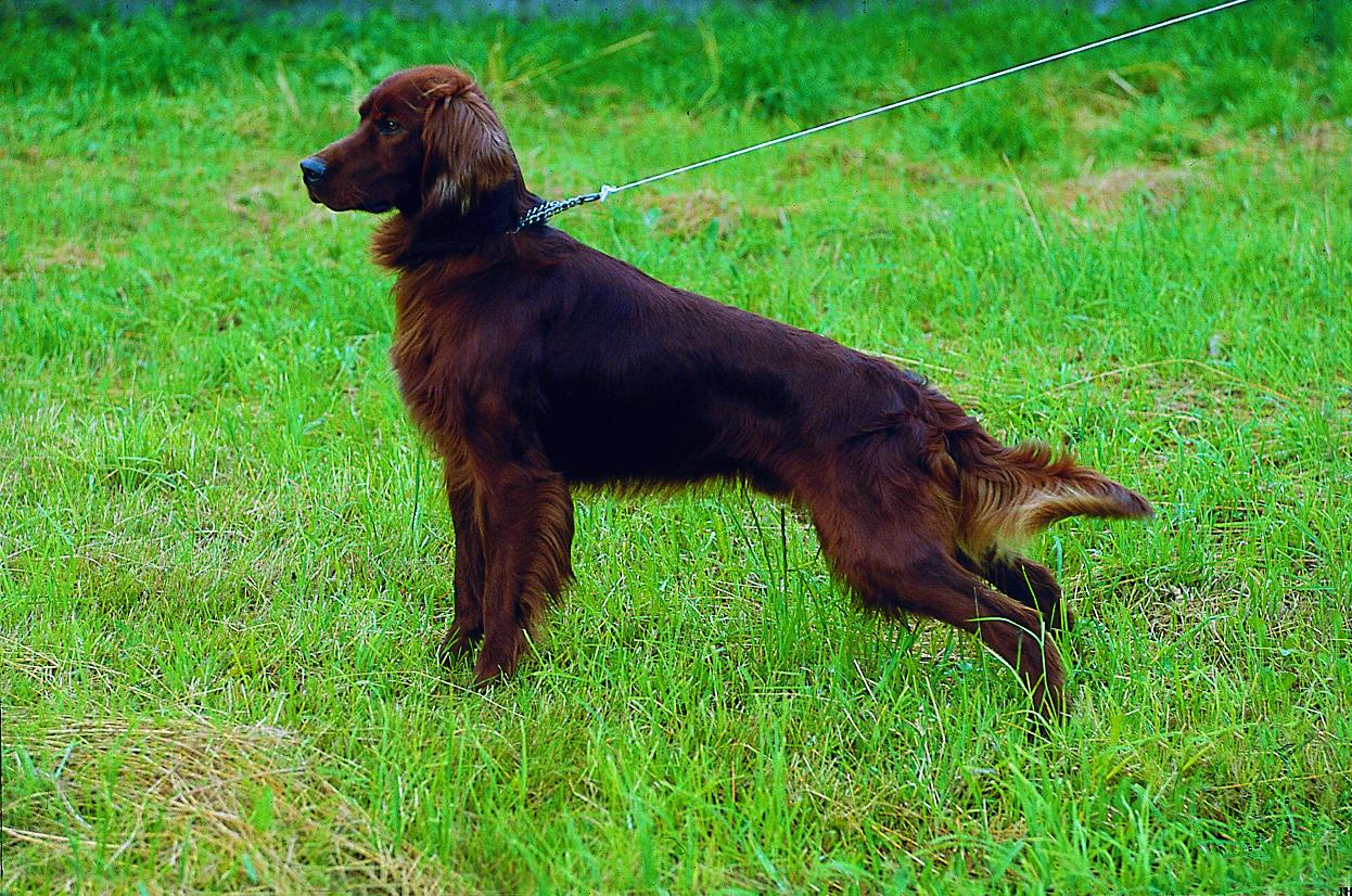 Irischer Setter