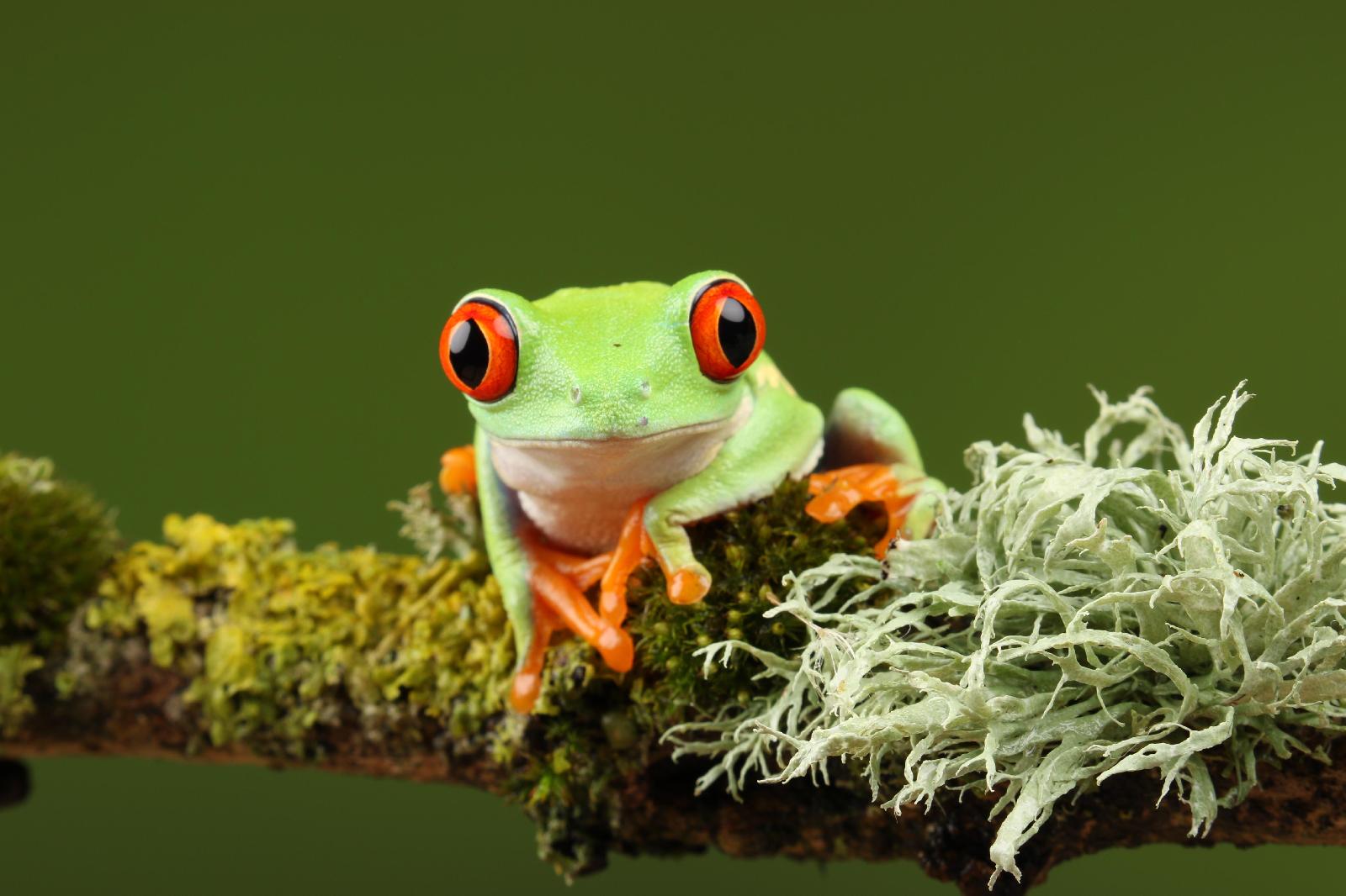 Laubfrosch