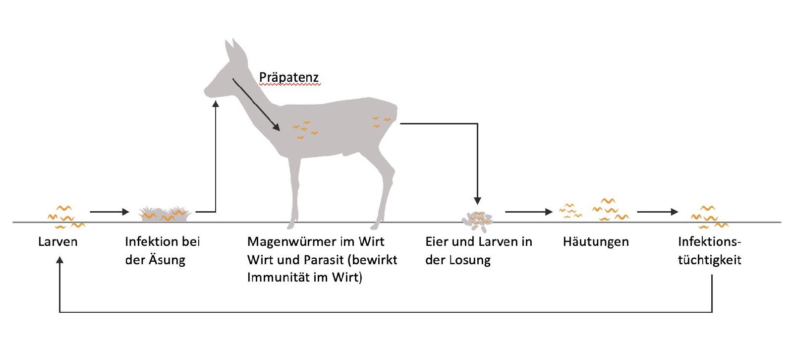 Magenwurm Kreislauf