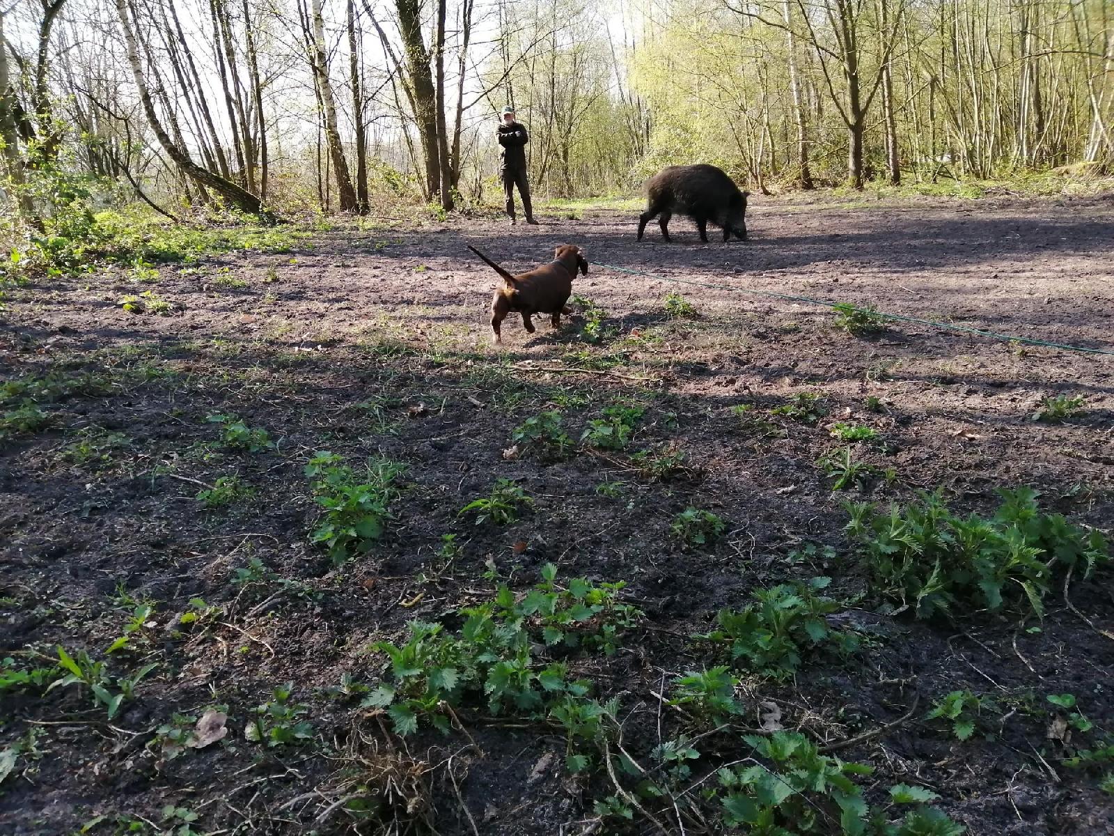Schwarzwildübungsgatter
