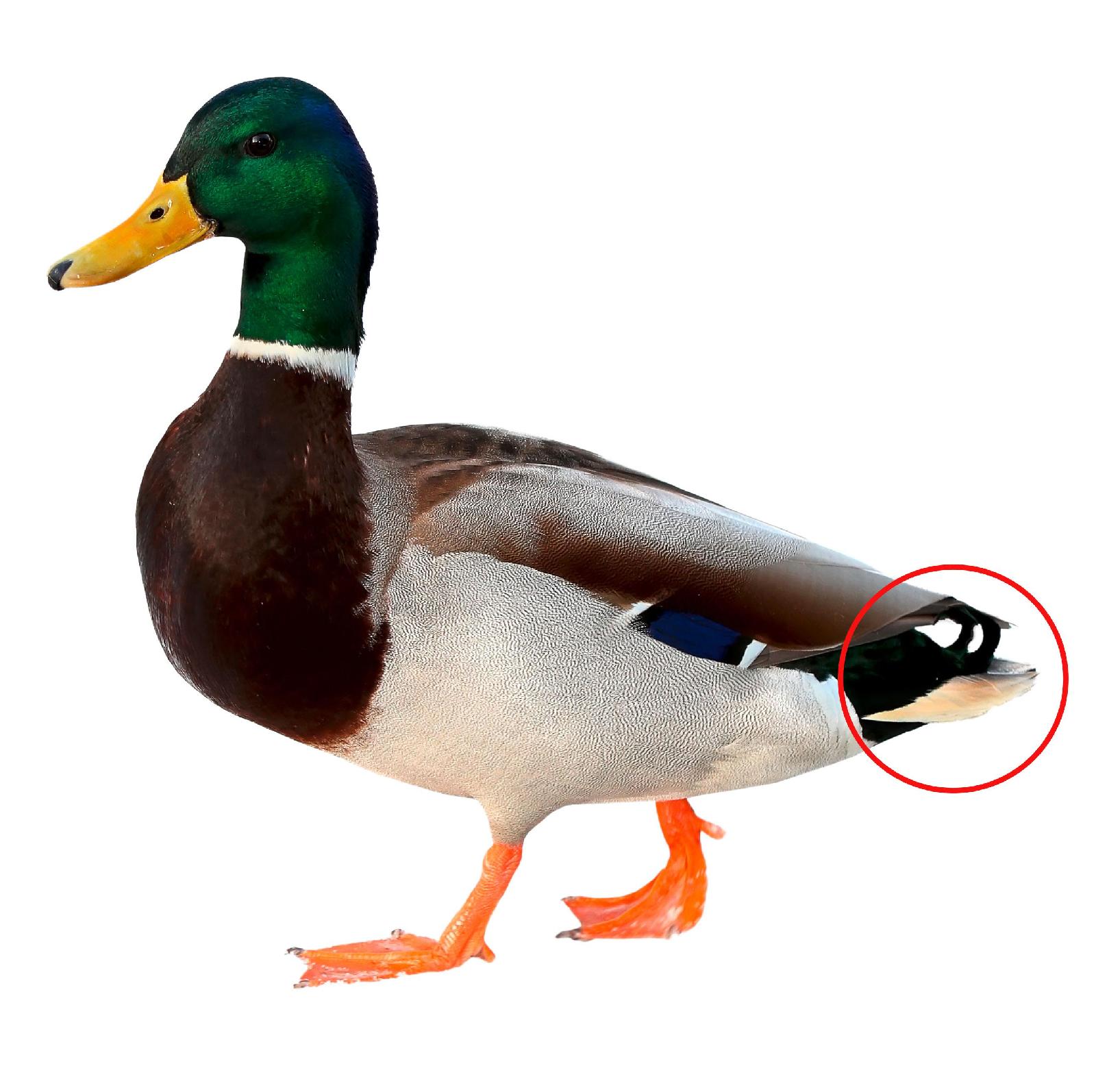 Pürzel