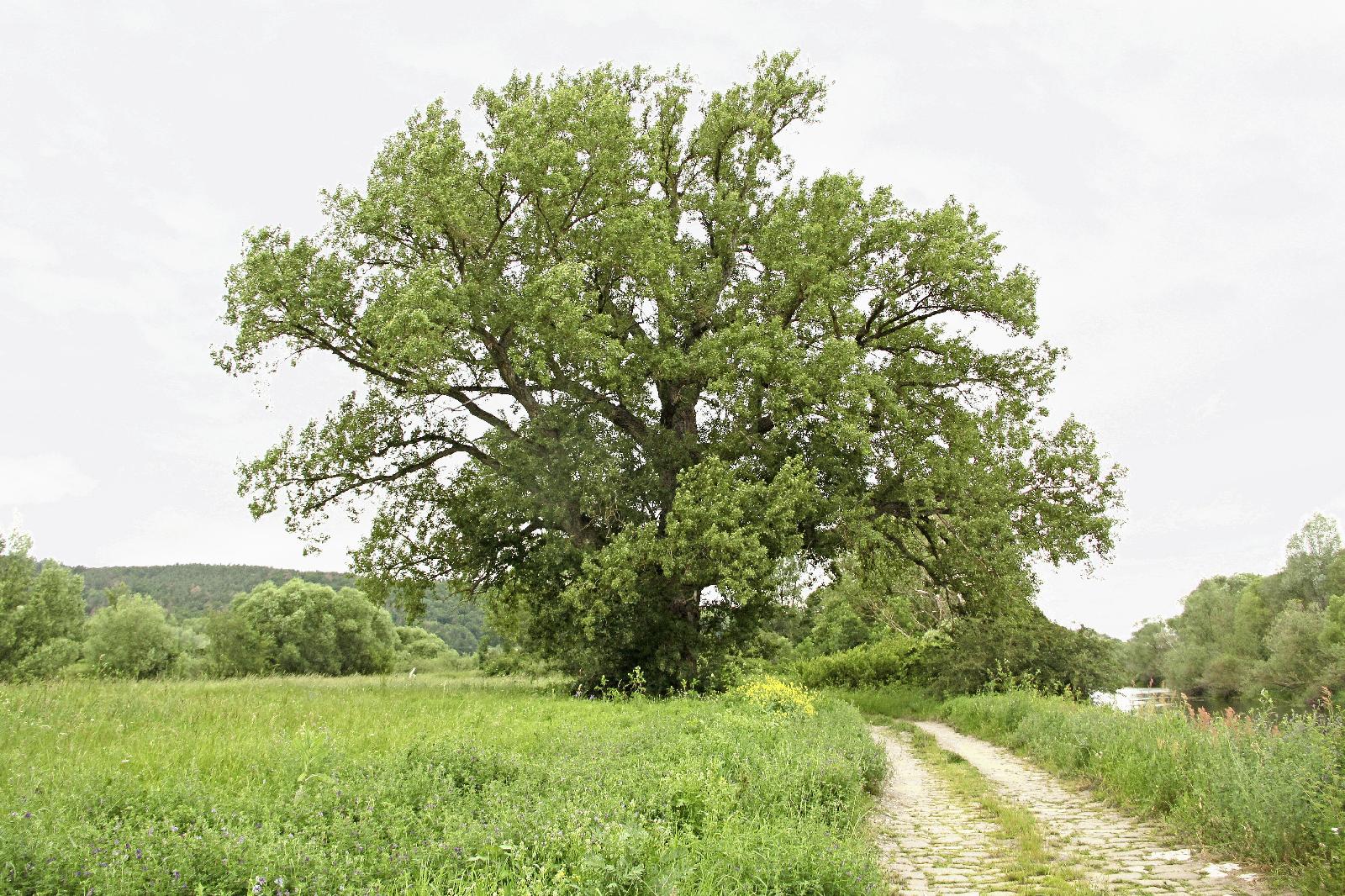 Schwarzpappel